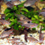 ROSY TETRA 3cm