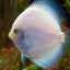 SNOW WHITE DISCUS FISH 10CM