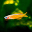 Red Neon Blue Eye Rainbow Fish 2-3cm