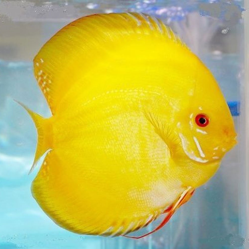 Discus Fish Mix 10cm