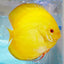 Discus Fish Mix 8cm