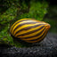 NERITE SNAIL