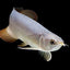 PEARL AROWANA  13-15CM