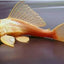 ALBINO SUCKER FISH