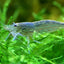 AMANO SHRIMPS 2-3cm