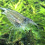 AMANO SHRIMPS 2-3cm