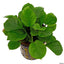 Anubias BIG Pot Plant