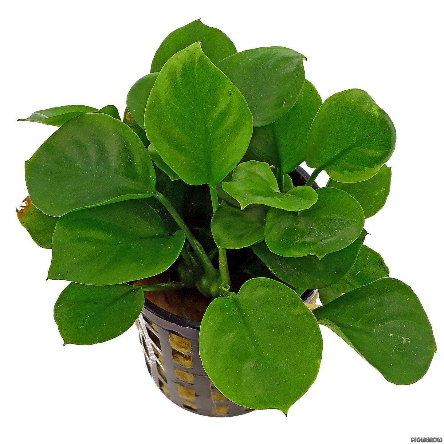 Anubias BIG Pot Plant