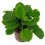 Anubias BIG Pot Plant