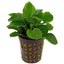 Anubias BIG Pot Plant