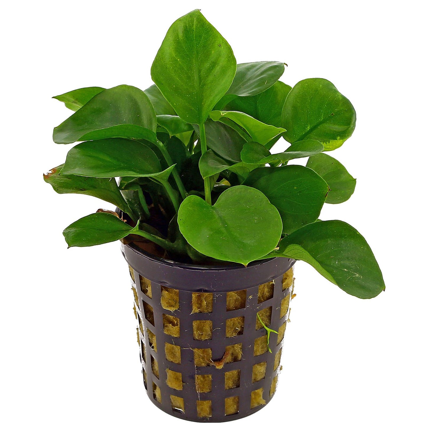 Anubias BIG Pot Plant