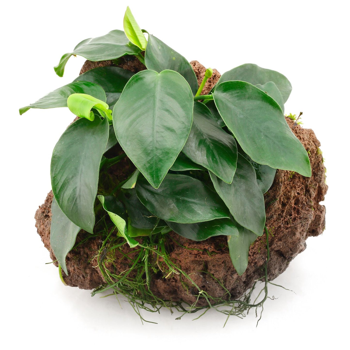 Anubias BIG Pot Plant