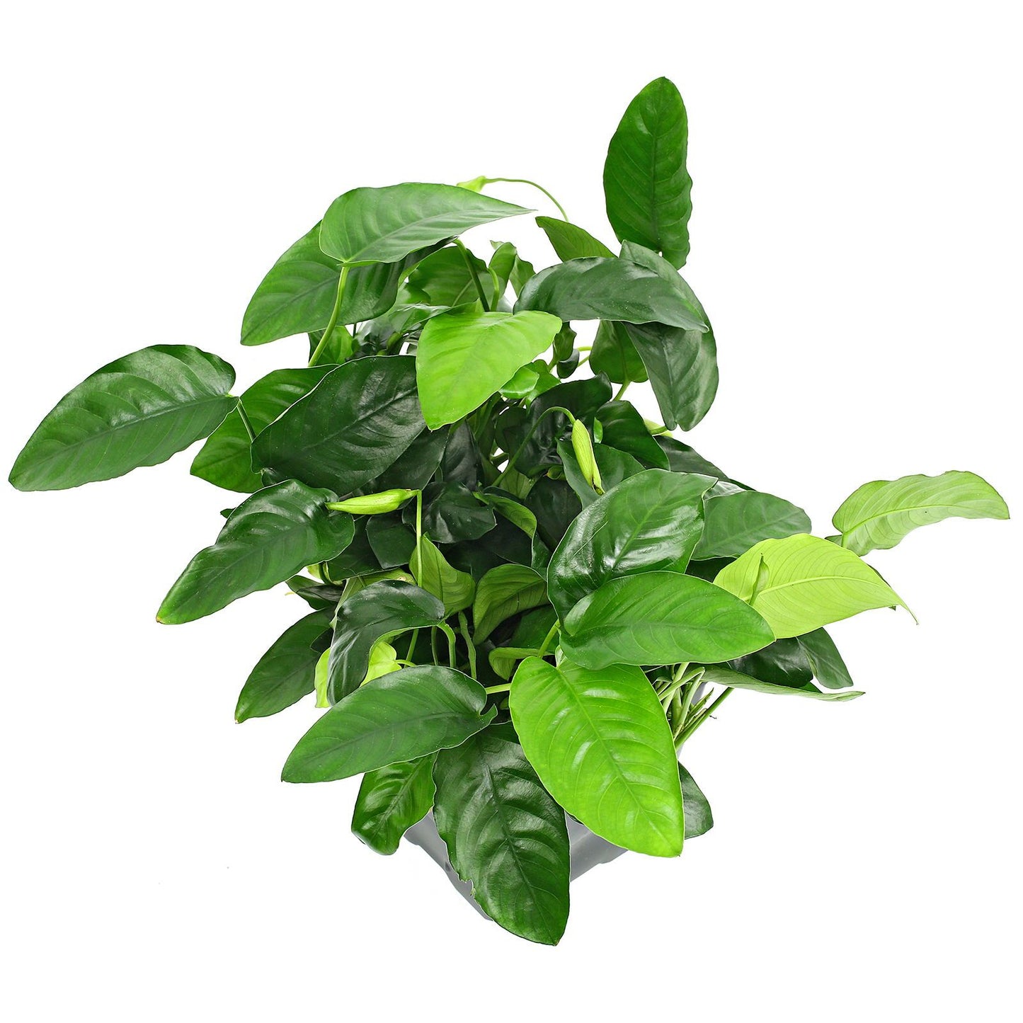 Anubias BIG Pot Plant