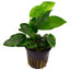 Anubias BIG Pot Plant