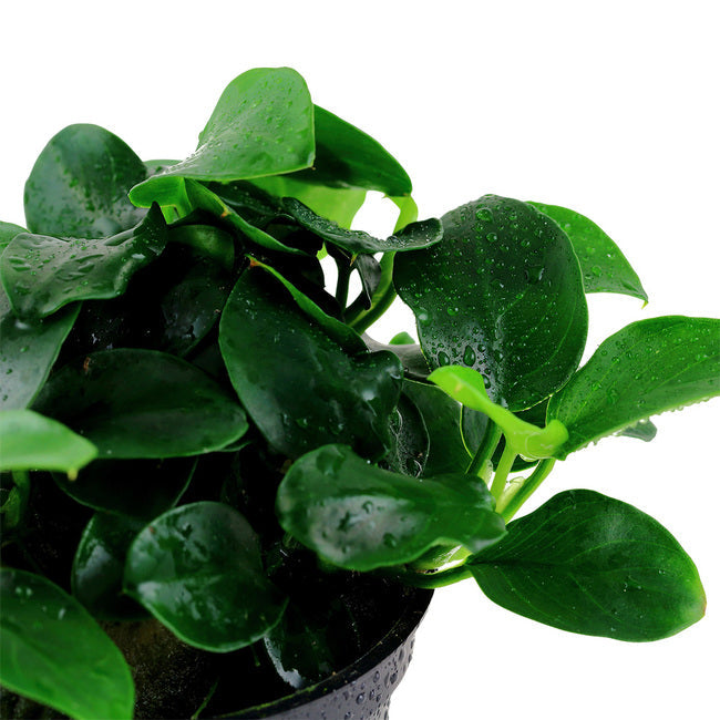 Anubias BIG Pot Plant