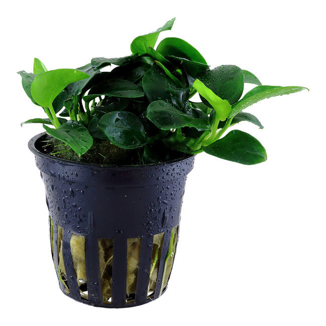 Anubias BIG Pot Plant