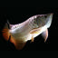 HIGH BACK GOLDEN AROWANA 16-18cm