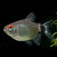 BALOON RED EYE TETRA