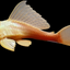 ALBINO SUCKER FISH