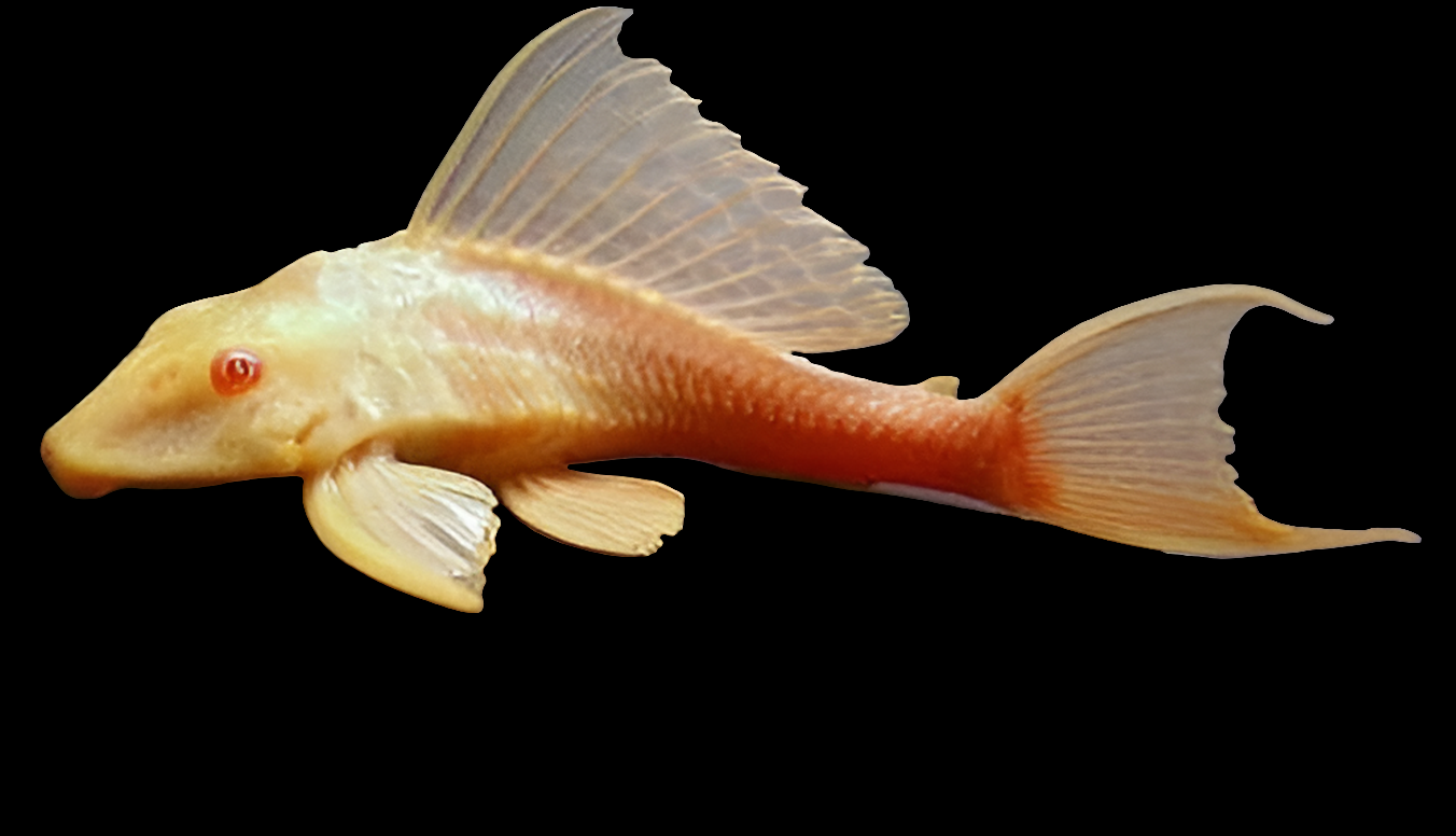 ALBINO SUCKER FISH
