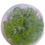 TROPICA ROTALA ROTUNDIFOLIA GREEN