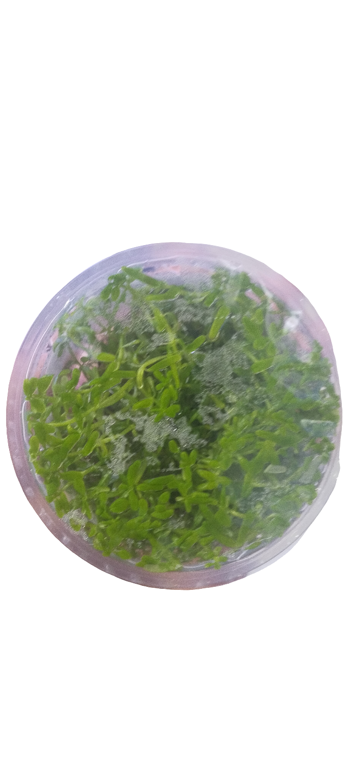 TROPICA ROTALA ROTUNDIFOLIA GREEN