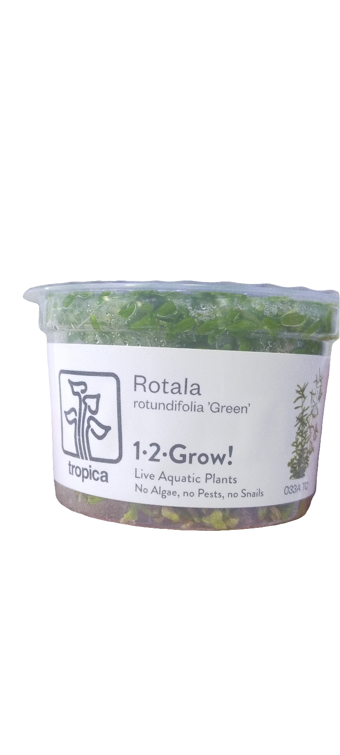 TROPICA ROTALA ROTUNDIFOLIA GREEN