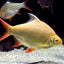 GOLDEN TINFOIL BARB