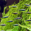BLACK NEON TETRA 2CM