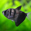 BLACK WIDOW TETRA