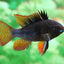 RAMIREZI FISH