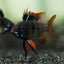 RAMIREZI FISH