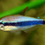 BLUE EMPEROR TETRA 3cm