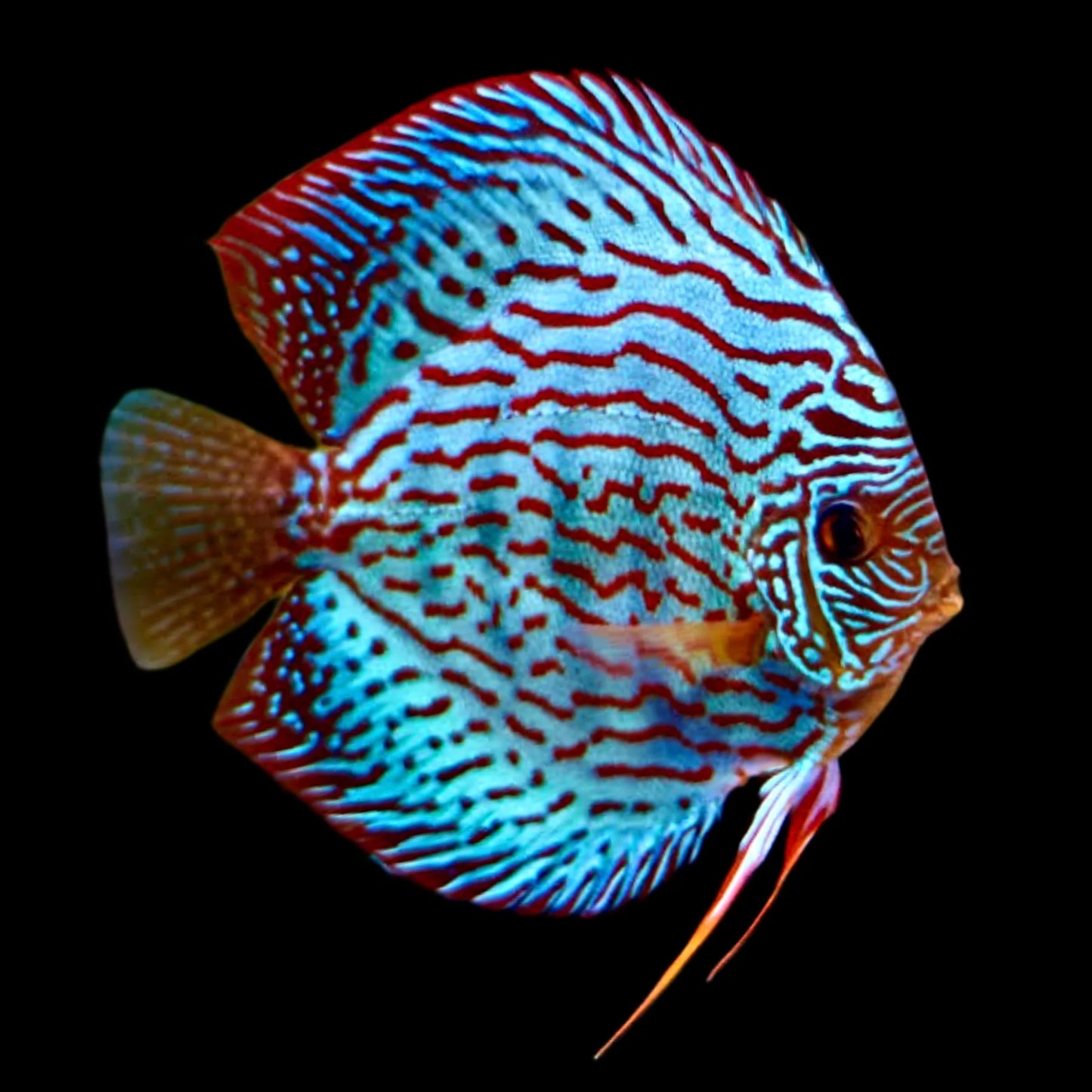 Discus Fish Mix 10cm