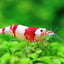CRYSTAL SHRIMPS 1.5cm