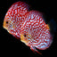 Discus Fish Mix 10cm
