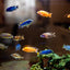 MALAWI MIX 3-4cm