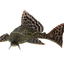 SUCKER FISH
