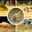 CORYDORAS