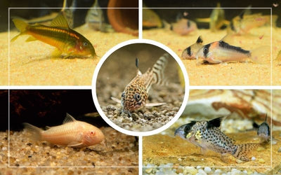 CORYDORAS