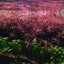 Ludwigia Aracuata Pot Plant
