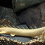ALBINO BITCHER 10-12 CM