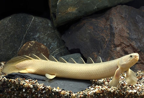 ALBINO BITCHER 10-12 CM