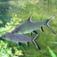 SILVER BALA SHARK