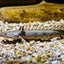 TIGER BICHIR 15-18cm