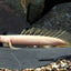 ALBINO BITCHER 10-12 CM