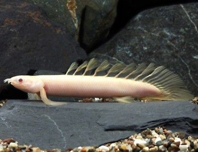 ALBINO BITCHER 10-12 CM