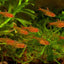 EMBER TETRA
