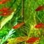 EMBER TETRA