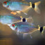 RED EYE TETRA 3cm